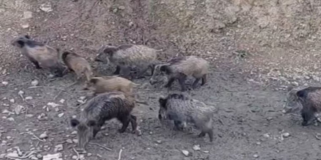 İstanbul'da domuzlar şehir merkezine indi
