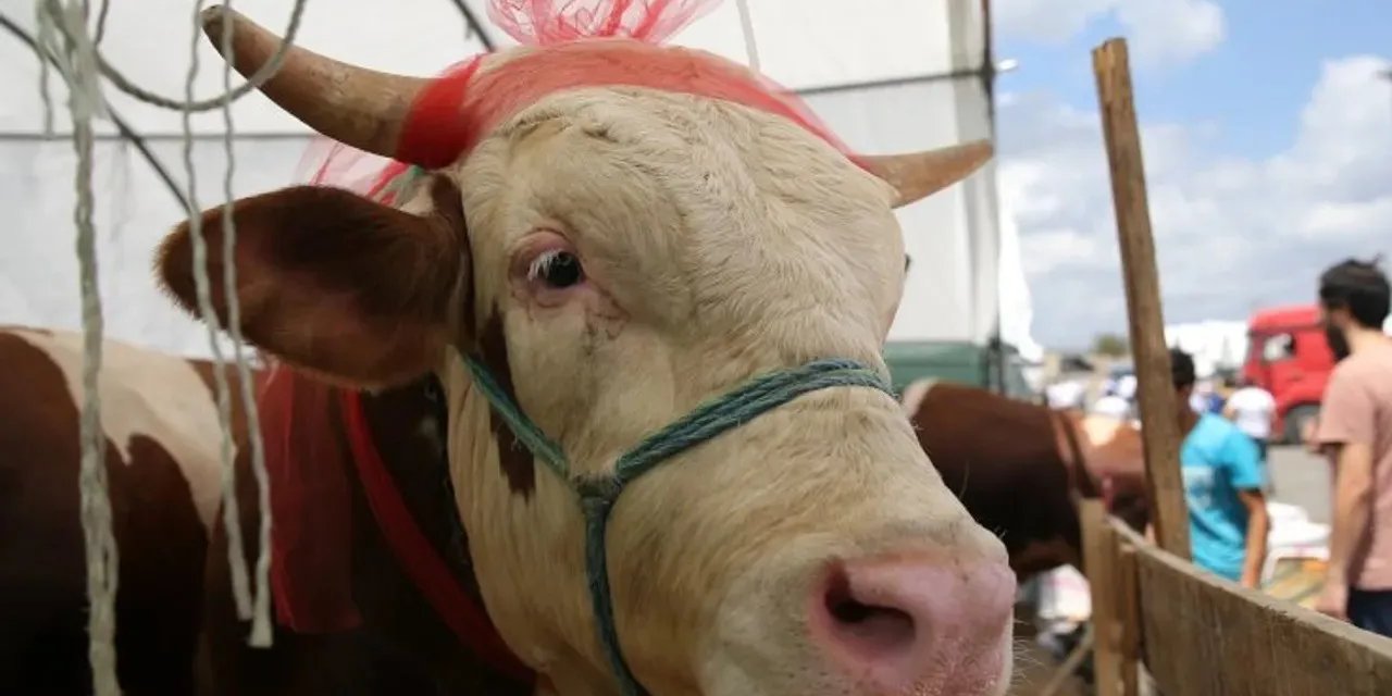 'Hayvancılıkta aşılar karıştı' iddiası: Tarım Bakanlığı kırmızı alarma geçti