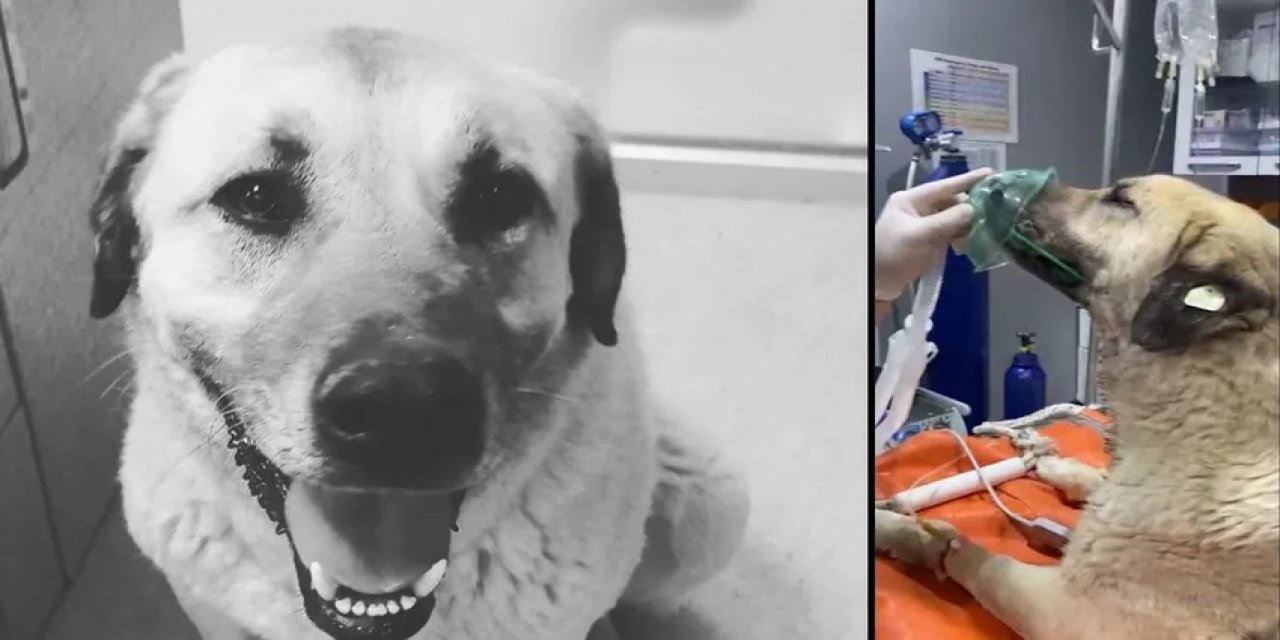 Dört gün arayla iki kez zehirlediler: 'Dayı' hayatını kaybetti