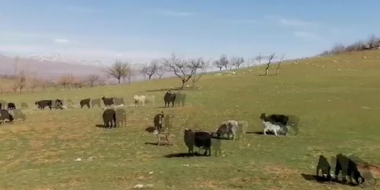 MALATYA'DA KÖYLÜLER ALTIN MADENİNE KARŞI EYLEM YAPTI: "BURADA DOĞDUM, BURADA ÖLECEĞİM. BU YAŞTAN SONRA NEREYE GİDECEĞİM"
