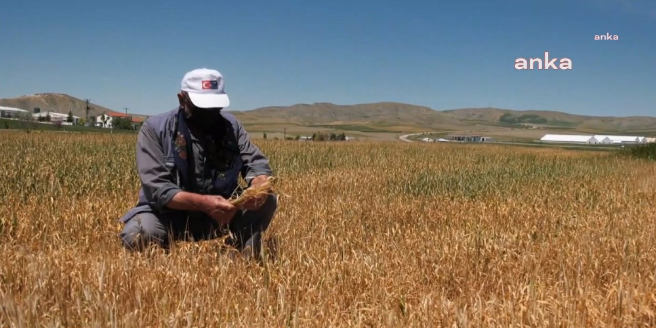 TOPRAK MAHSULLERİ OFİSİ, BUĞDAY HASADINDAN ÖNCE 480 BİN TONLUK BUĞDAY İTHALATI YAPACAK