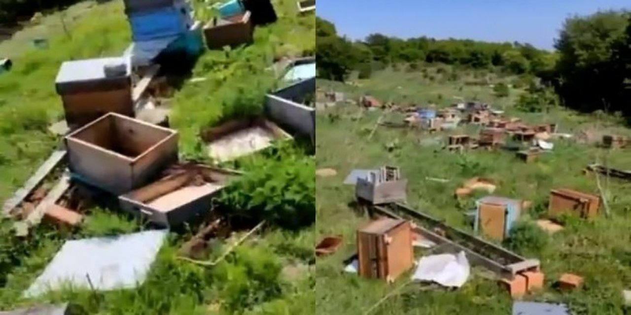 Tekirdağ'da akılalmaz olay: 4 milyon arı katledildi, üstün arı ırkları çalındı!