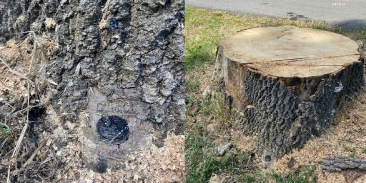 İBB'den 'Emirgan Korusu' açıklaması: Orman İdaresi'nin belirlediği ağaçlar kesildi