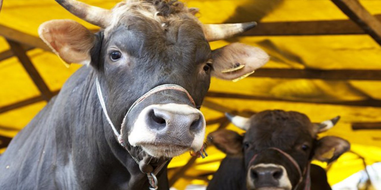 Et ve Süt Kurumu, bayramda satılamayan kurbanlıkları alacak