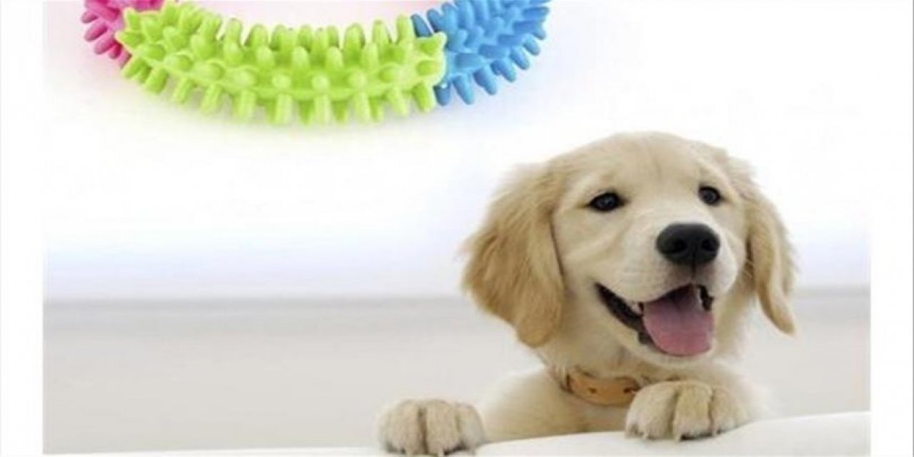 Petshoplar, Kasaplar Odası'na bağlandı: 'Bizim alanımız hayvanlar olduğu için...'