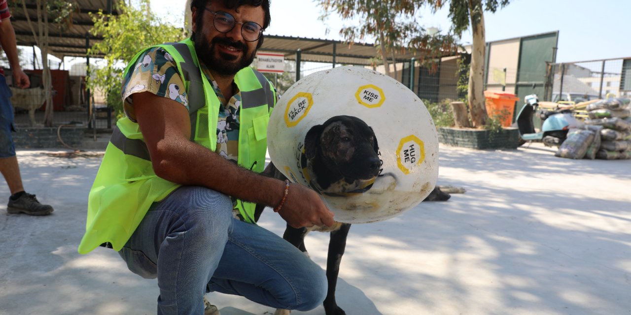 DİDİM BELEDİYESİ BARINAĞINDA YÜZ NAKLİ YAPILAN 'MAYLO' YENİ YUVASINI ARIYOR