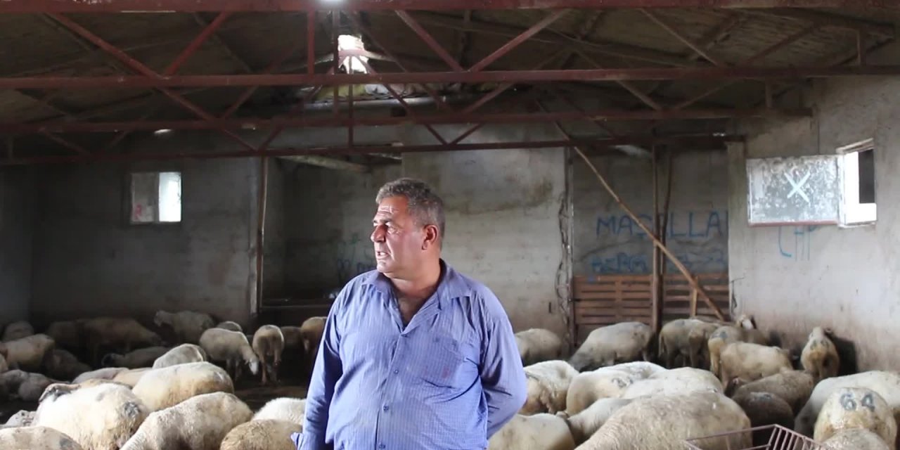 AFYON KARAHİSARLI BESİCİNİN ÇIĞLIĞI HAYVANLARIMI DOYURAMAZ DURUMA GELDİM. SATACAĞIM, KİMSE ALMIYOR