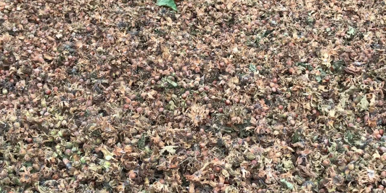 CHP TRABZON MİLLETVEKİLİ AHMET KAYA: “FINDIĞA İYİ FİYAT VERDİK DİYE BU MİLLETİ ALDATMAYA ÇALIŞTILAR”