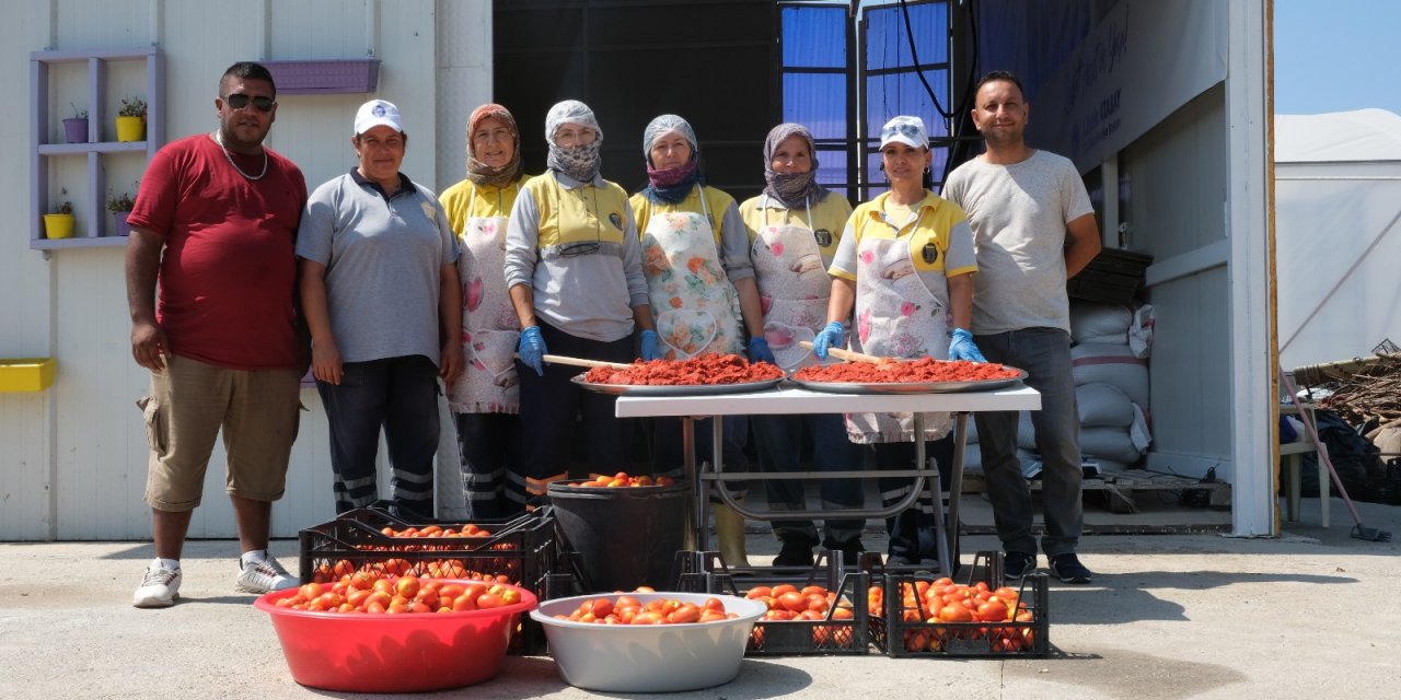 DİDİM BELEDİYESİ DOMATES HASADINA BAŞLADI