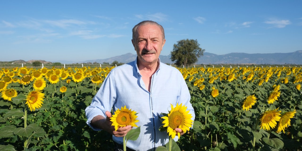 DİDİM BELEDİYESİ'NİN EKTİĞİ AYÇİÇEKLERİ HASATA HAZIR