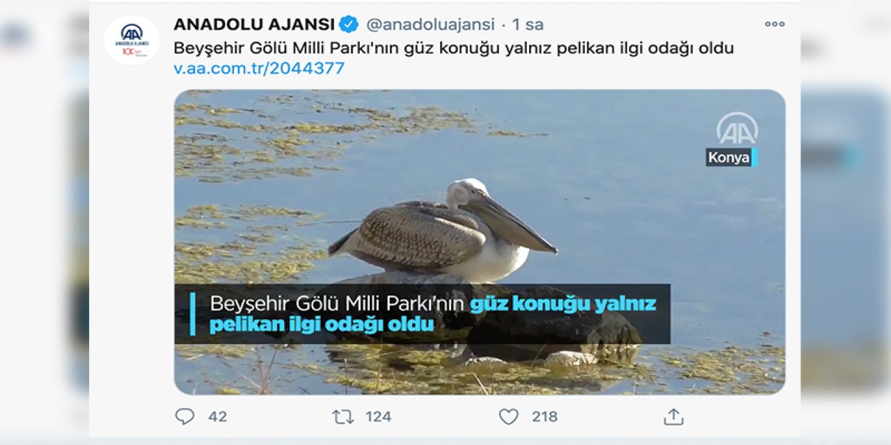 Anadolu Ajansı’nın ‘yalnız pelikan’ haberi Twitter’da tartışma yarattı: