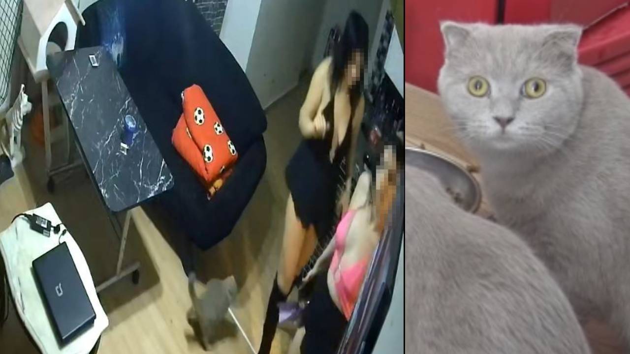 Antalya'da kedi hırsızlarına 1500 lira ceza verildi