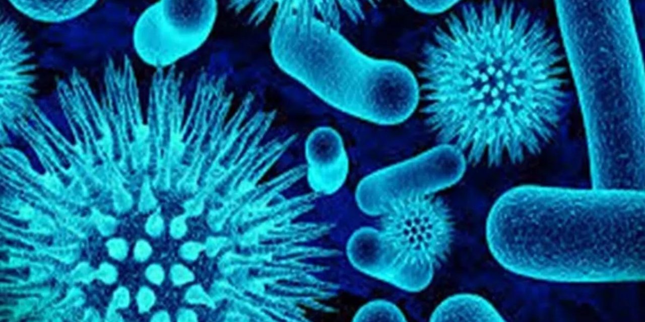 Önlemler yüzde 100 engelleyebilir: Kuduzdan korunmak için yapılması gerekenler