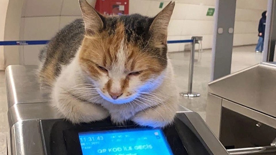 Köpek saldırısına uğrayan vezneciler metrosunun kedisi Patates'ten acı haber