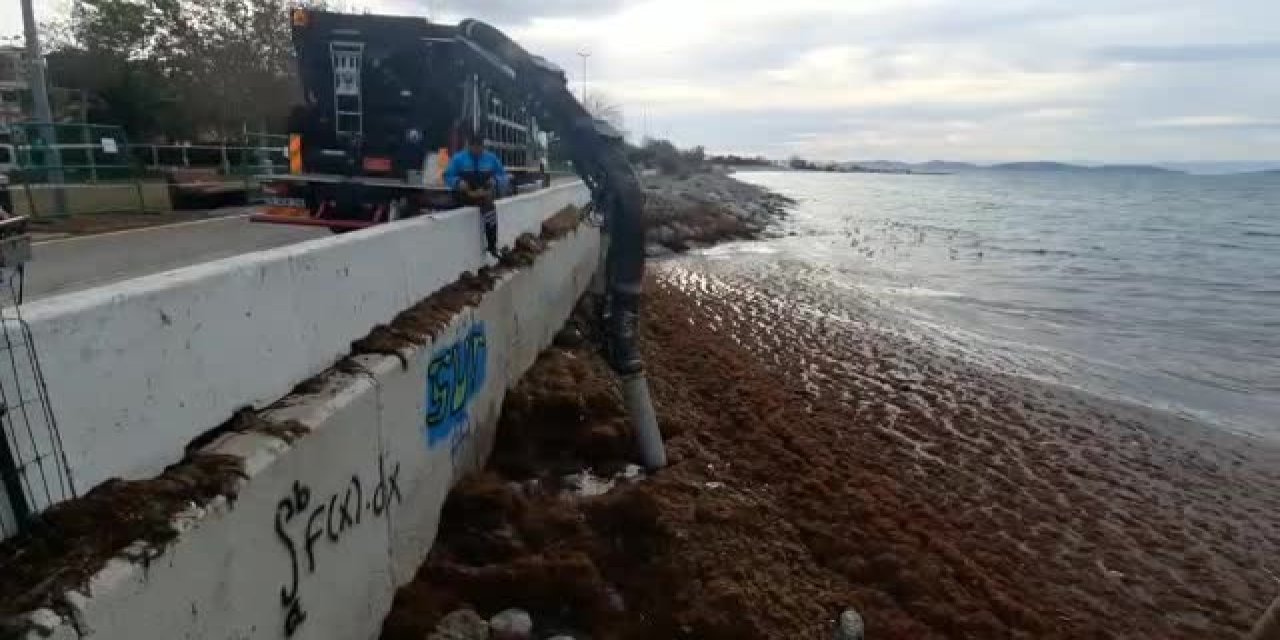 İstanbul'da bir haftada 215 ton yosun toplandı