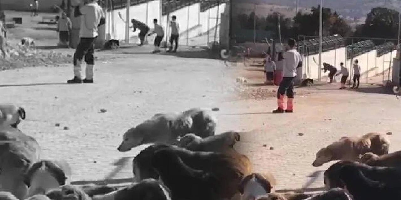 Erdoğan barınağı örnek göstermişti; AKP'den Konya'daki vahşete ilişkin ilk açıklama