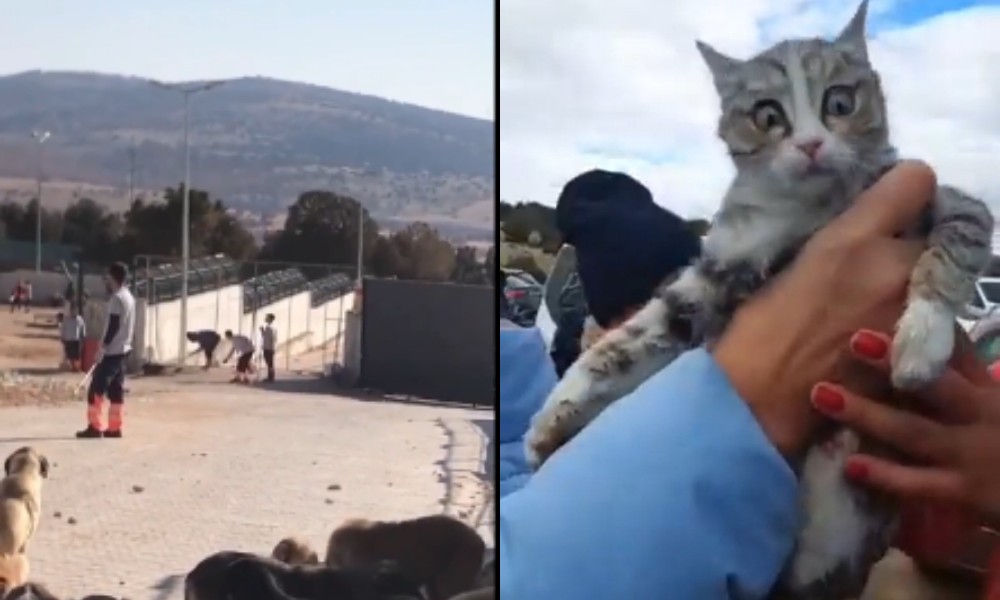 Köpeğin kürekle katledildiği Konya barınağının aracında, ağzı bağılı poşetlerin içinde kediler bulundu!