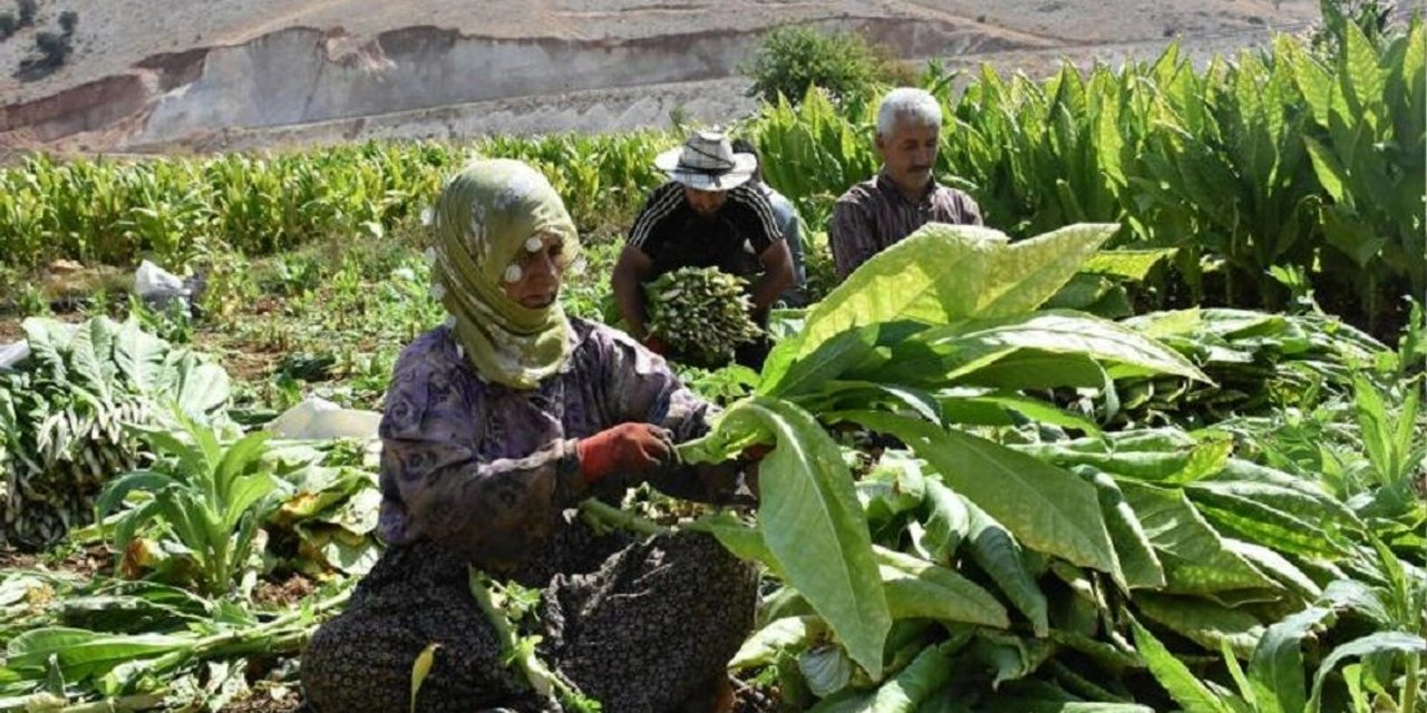 Türkiye ithalata mahkum edildi: "Tütün üreticisi sayısı 405 binden 60 bine geriledi"