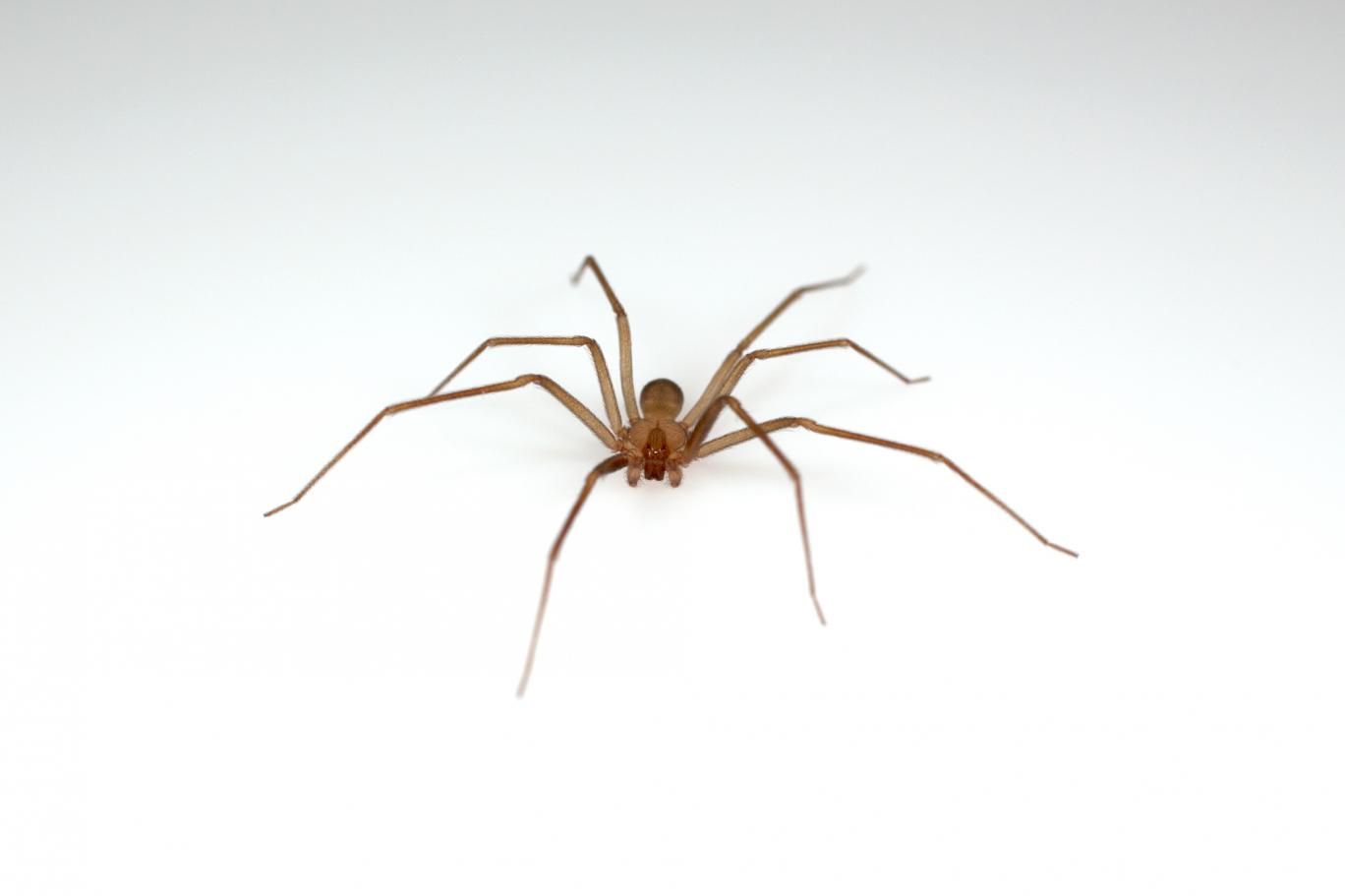 "Hışırtı" duyduğu için hastaneye gitti, kulağından zehirli örümcek çıktı