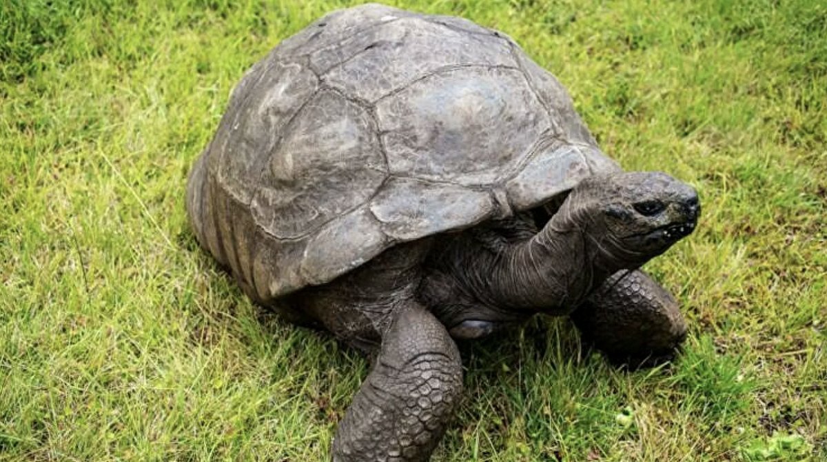 Dünyanın en yaşlı kaplumbağası Jonathan'ın doğum günü için 3 gün 3 gece kutlama
