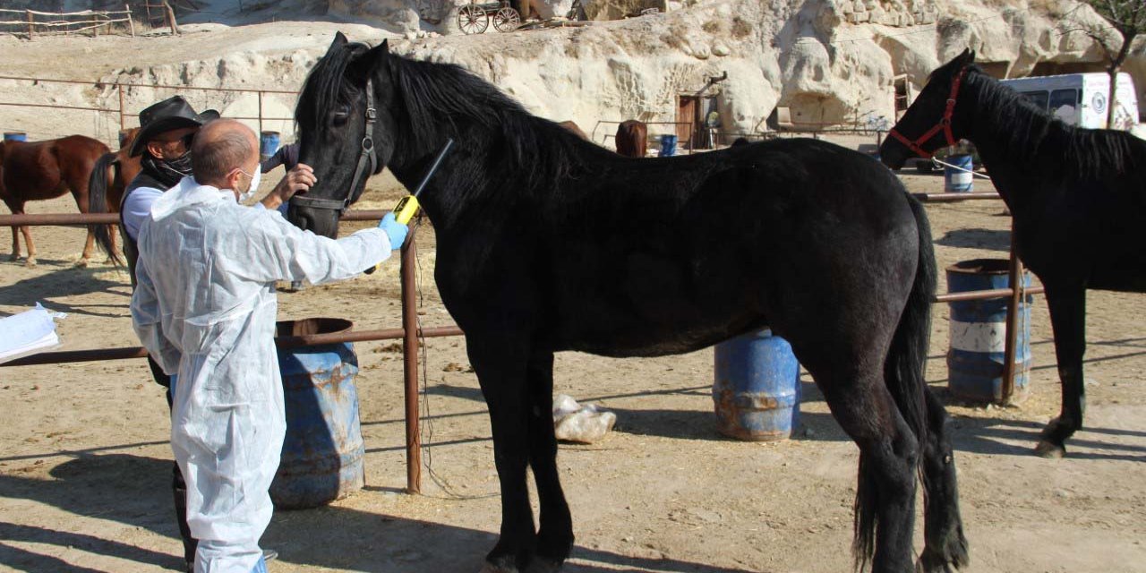 Nevşehir'de  hayvanlara mikroçip takıldı