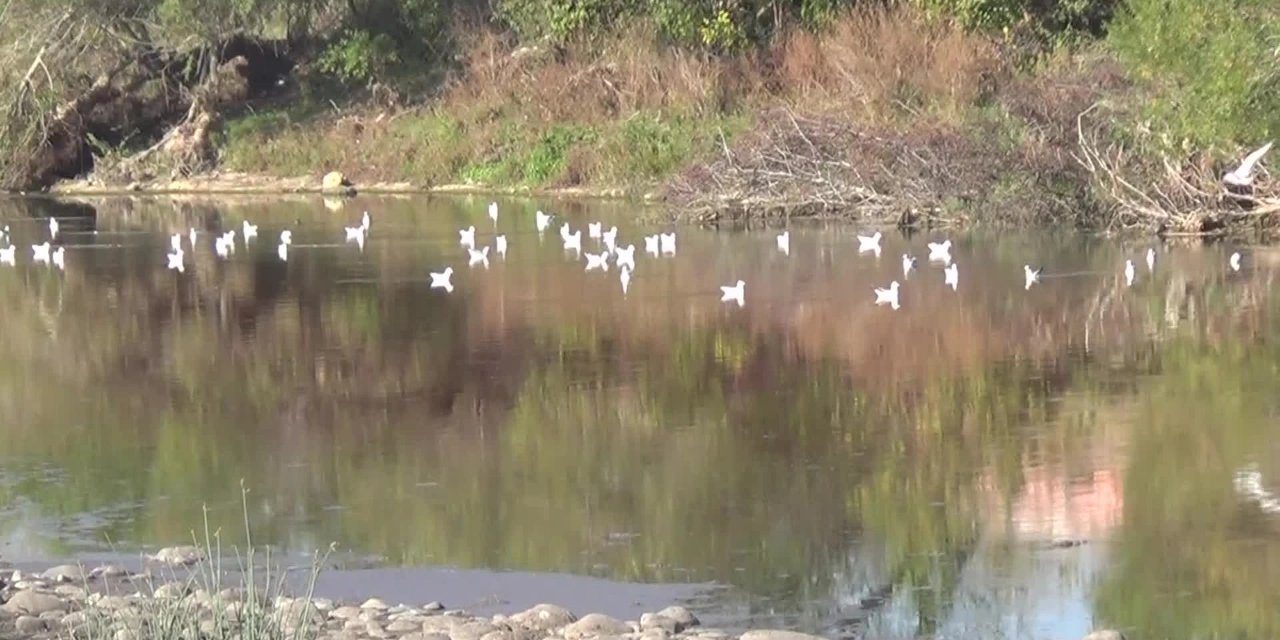 Kuş Cenneti, kanalizasyon atıklarının tehdidi altında!