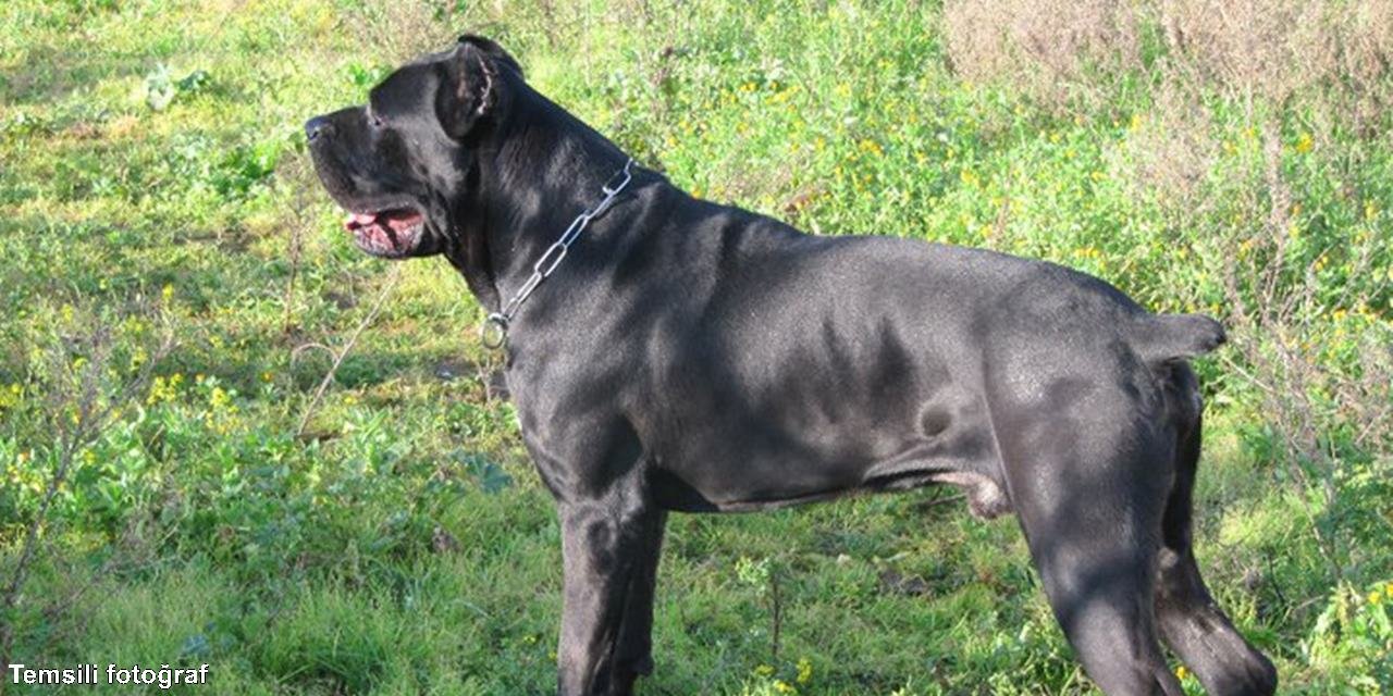 Köpek 'silah' sayıldı, sahibine hapis cezası istendi