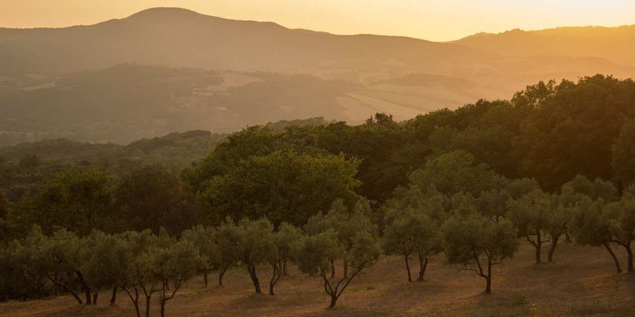 AKP'den yeni kanun teklifi: Zeytinliklerde madenciliğe izin