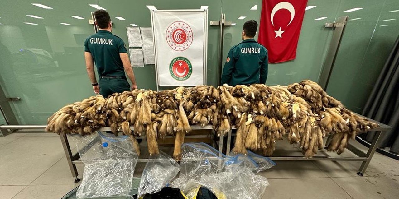 Gümrük yakaladı: Üç valizden 1,5 milyon liralık 1200 samur postu çıktı