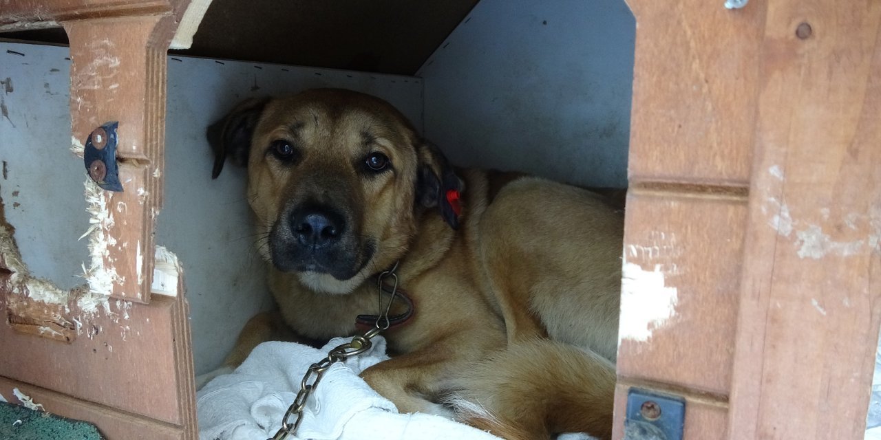 Sokak köpeğine kaynar suyla saldırı