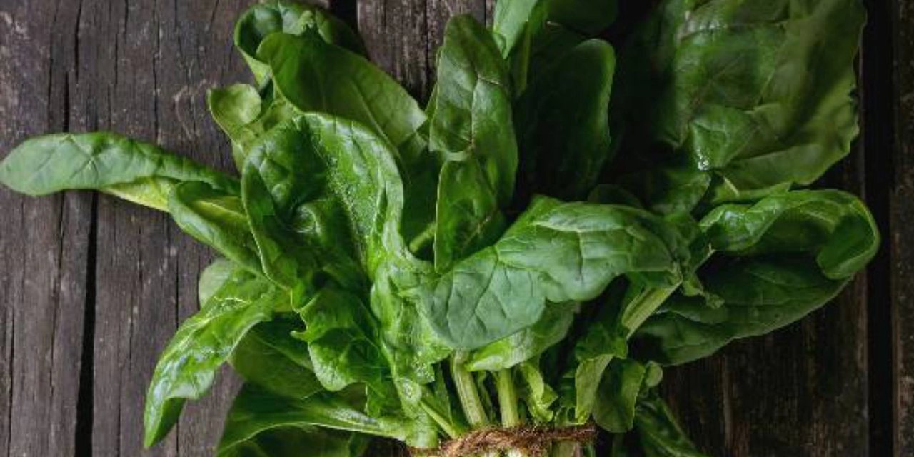 Avustralya'da ıspanak alarmı! Halüsinasyon görmeye başladılar