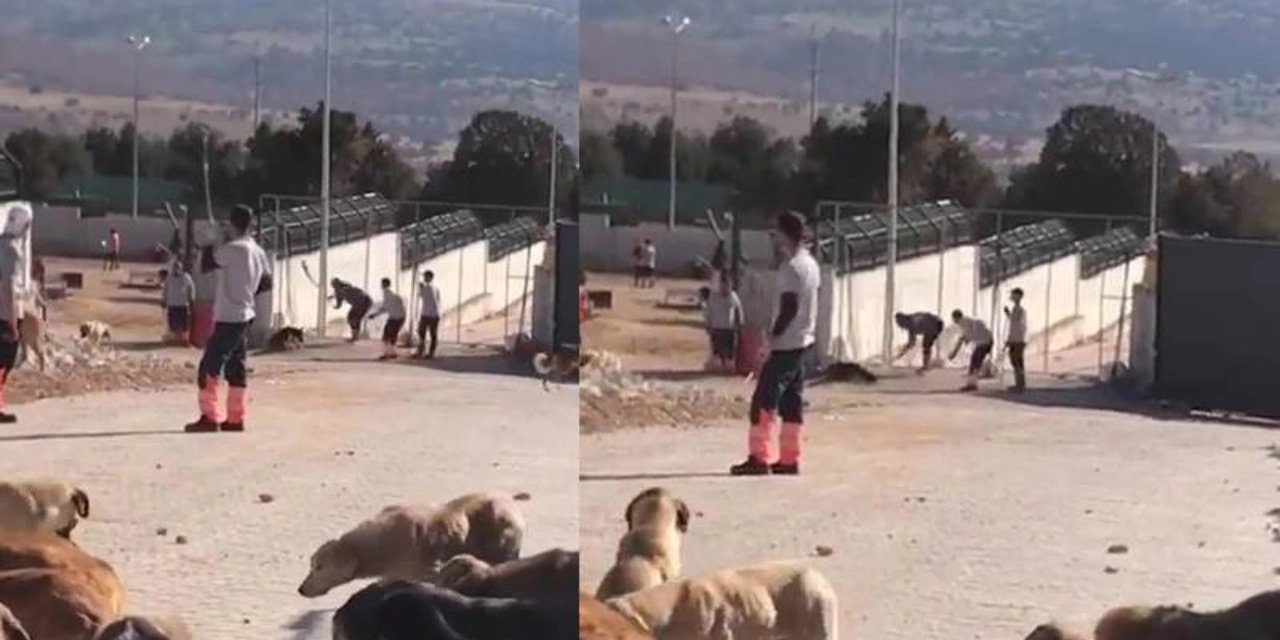 Konya barınağındaki köpek vahşetine 1 yıl 3 ay hapis cezası