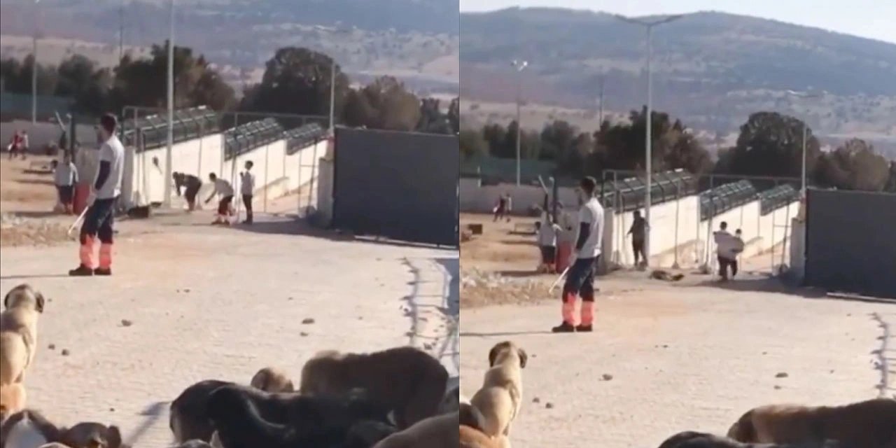 Konya'da barınakta köpeği eziyet ederek öldürenlere verilen cezaya itiraz