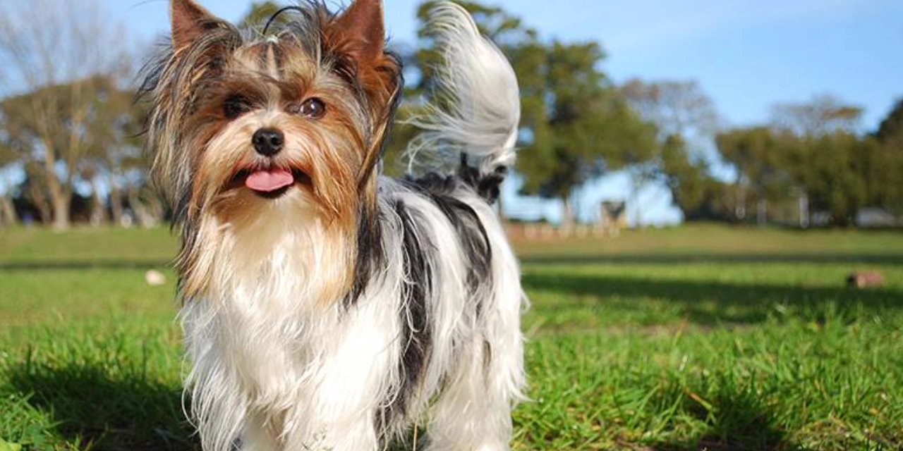 Çaldıkları köpeğin sahibini arayıp para istediler