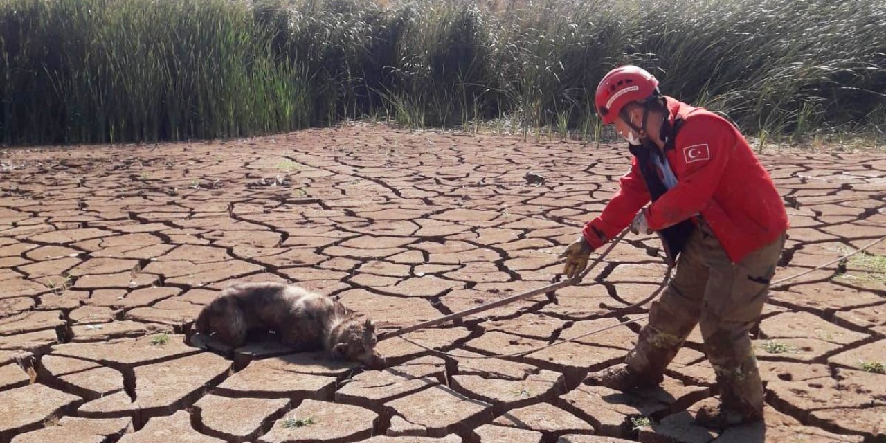 Bataklığa saplanan 2 köpeği itfaiye erleri kurtardı