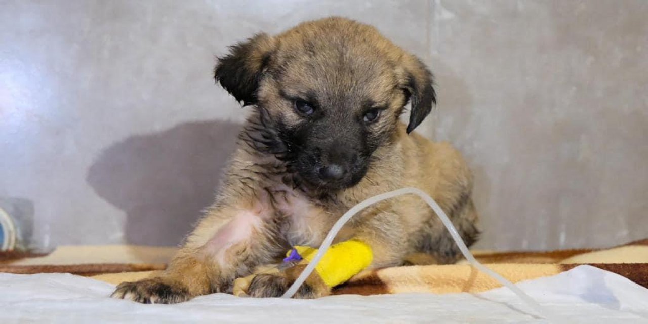 DEPREM BÖLGESİ’NDEKİ CAN DOSTLARIMIZ DİDİM BELEDİYESİNE EMANET