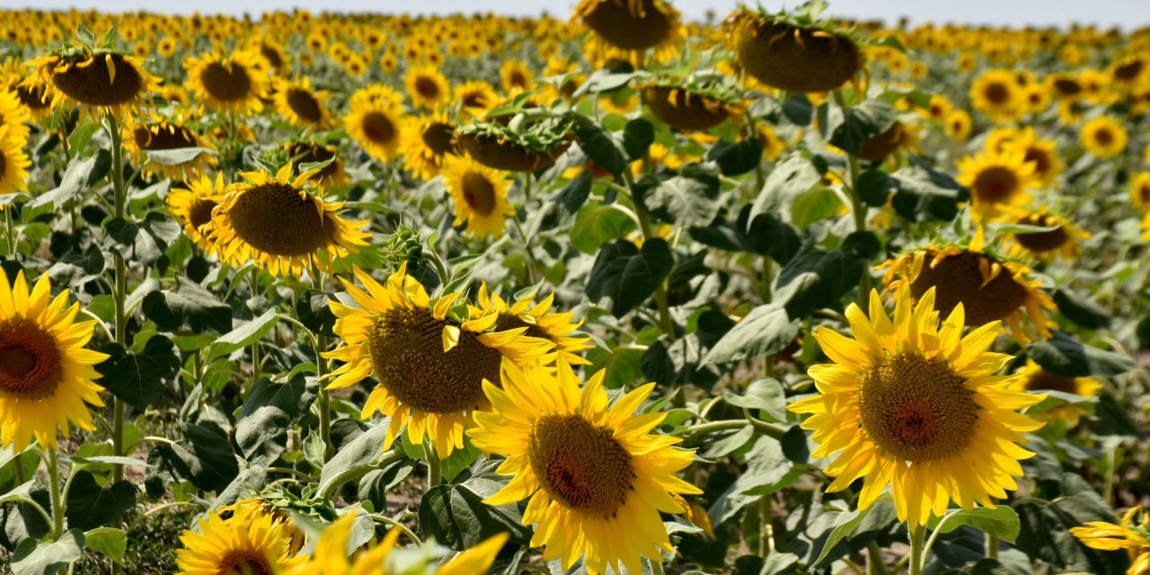 Trakya Birlik Başkanı Kırbiç: Yağış olmazsa ayçiçeğinde rekolte kaybı oluşur