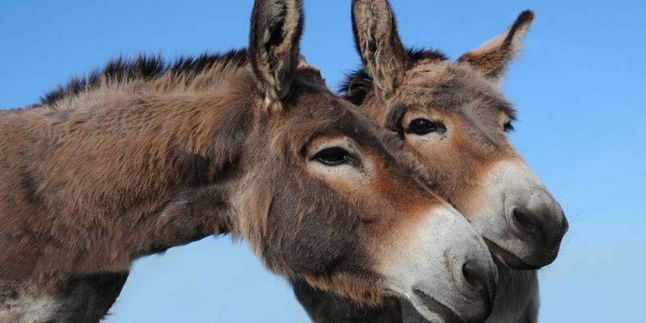 Ertuğrul Özkök yazdı: Eşekliğin tarihi yeniden yazılıyor