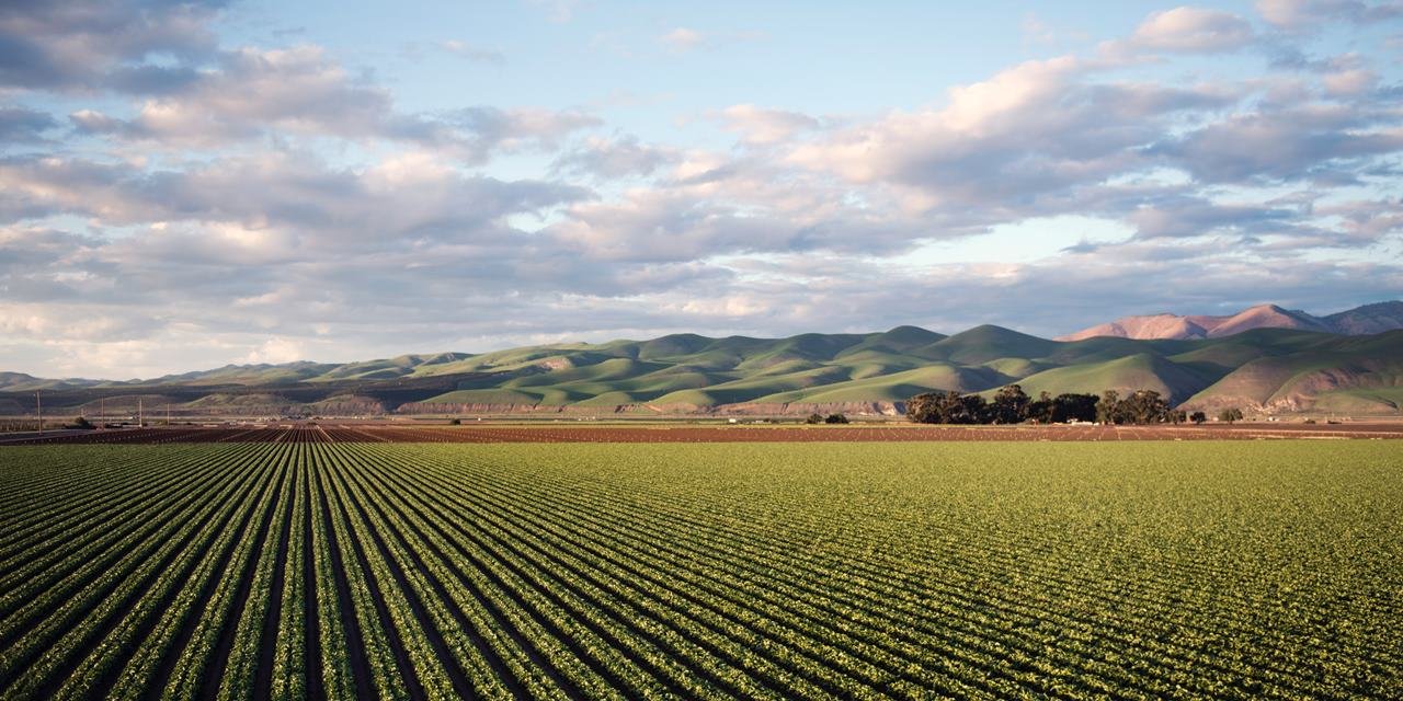 Yasa çıktı: İşlenmeyen tarım arazileri üretim için kiraya verilecek