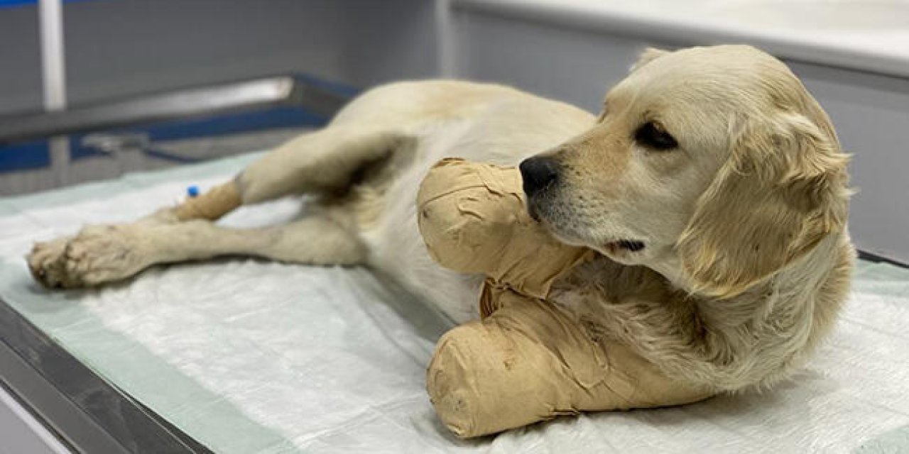 Patileri kesilen yavru köpekten güzel haber!