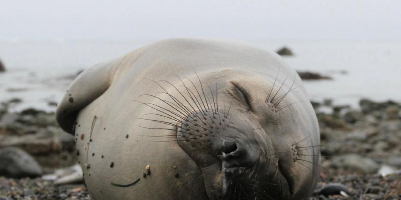 Ertuğrul Özkök yazdı: Cumhurbaşkanının geçirdiği şey Deniz Filinin ‘Rem Atağı’ olabilir mi?