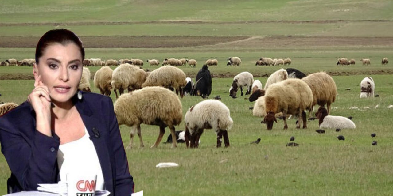 Gazeteci Hande Fırat'a 3.5 milyon liralık 'küçükbaş hayvancılık' hibesi