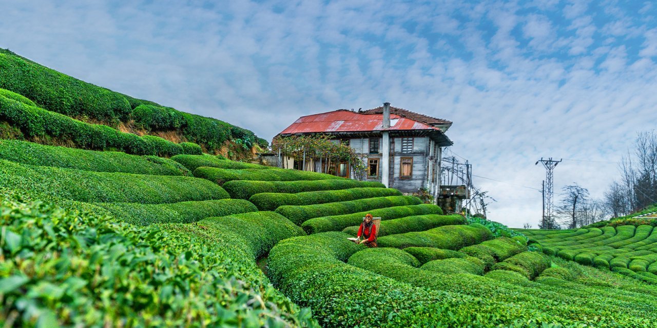 Erdoğan'ın açıkladığı yaş çay alım fiyatı üreticiyi memnun etmedi: Ne fiyat verirse versin artık kurtarmaz