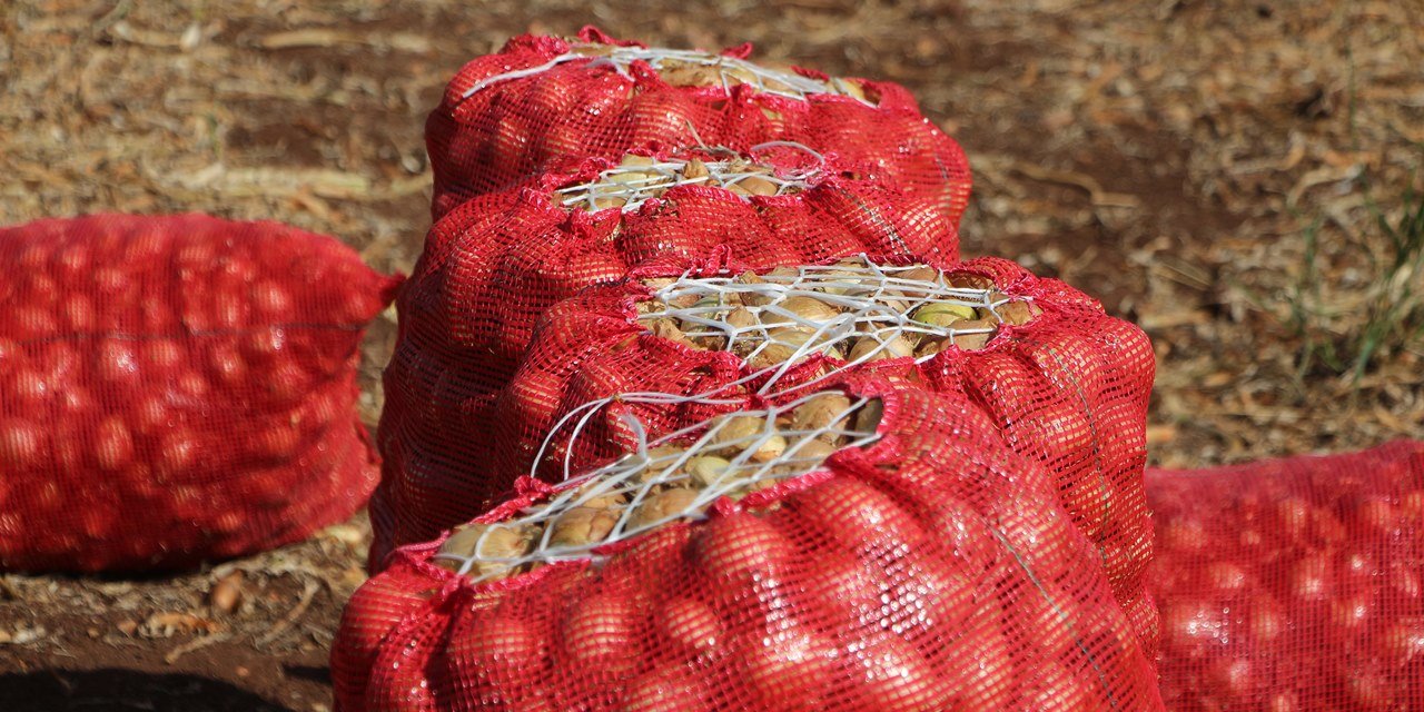Adana Tarım Platformu: Soğanın kilosu tarlada 4 - 5 liraya geriledi