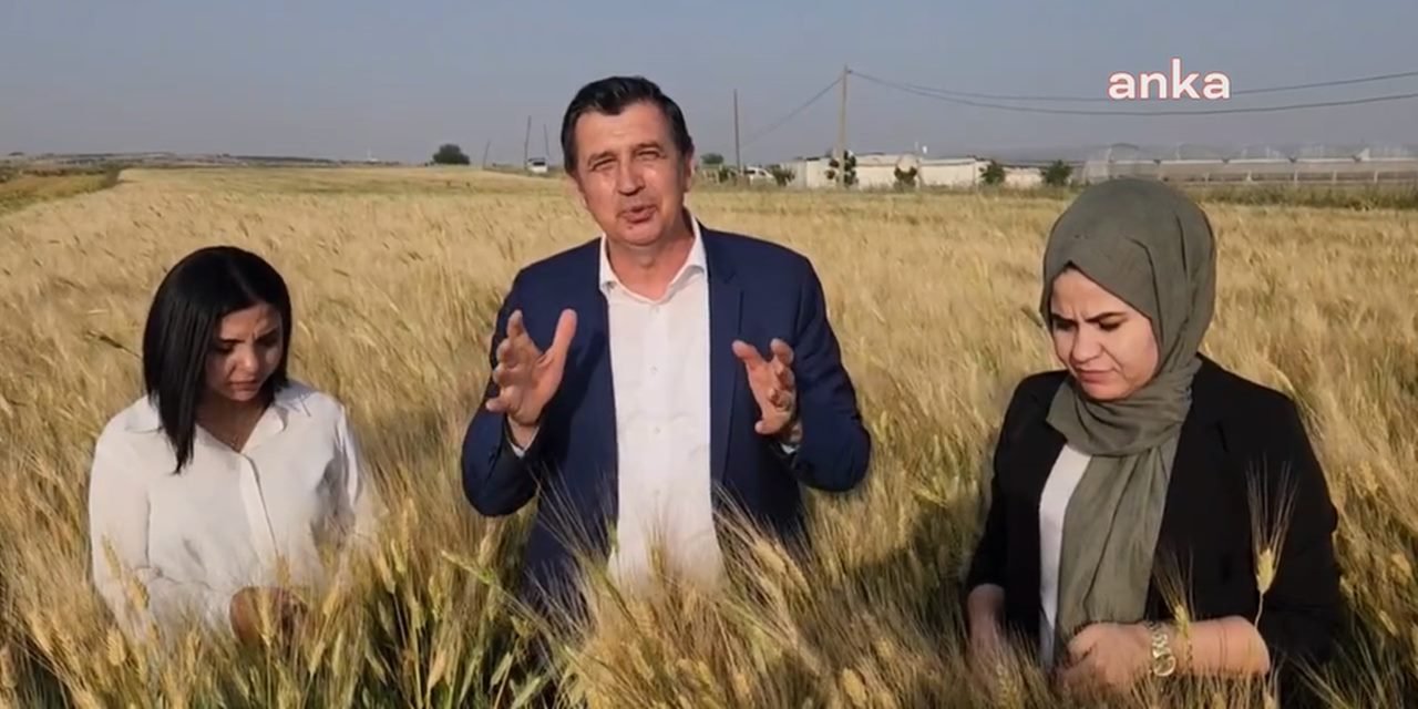 Buğday hasadı başladı, ortada fiyat yok