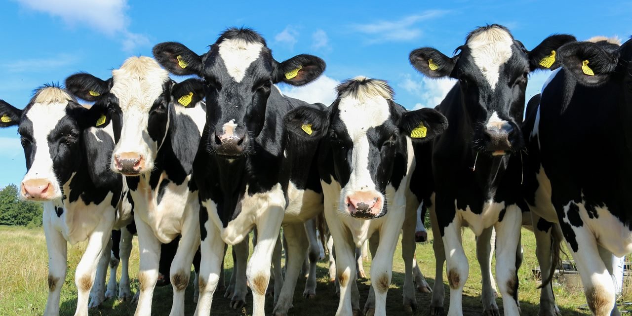 Kurbanlıklar bir yılda yüzde 150 zamlandı