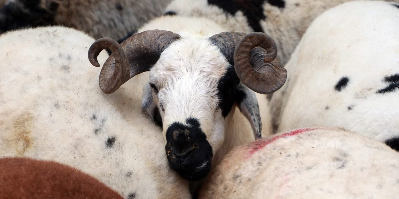 Büyük ve küçükbaş hayvan fiyatları ne oldu? Kurbanlık fiyatları 2023... Kasaplar Odası fiyatları açıkladı