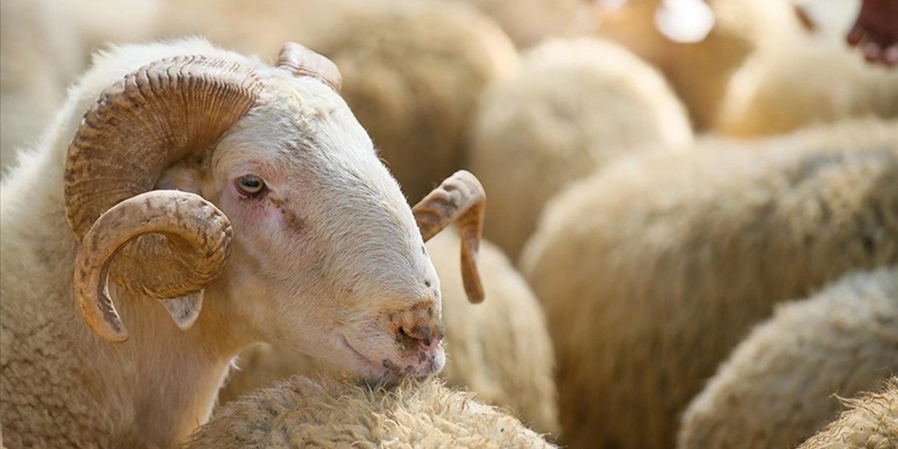 Kurban Bayramı öncesi en düşük kurbanlık fiyatları açıklandı