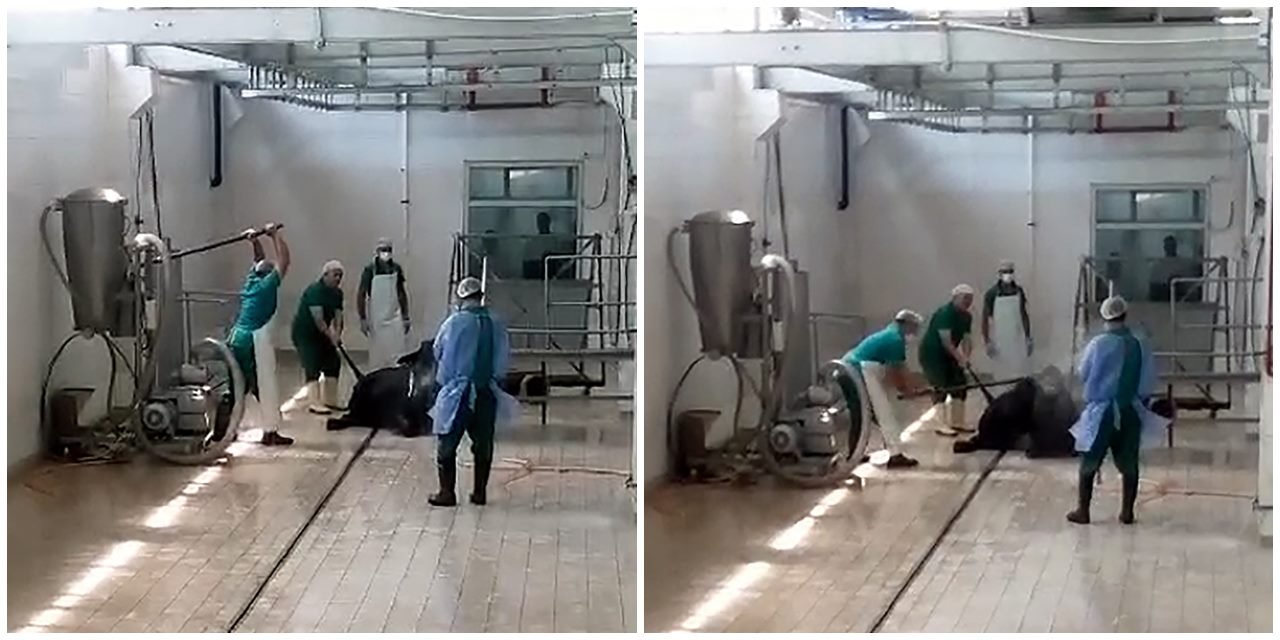 Et ve Süt Kurumu’nda hayvana eziyete gözaltı: 'Sakinleştirmek için yaptık' savunması