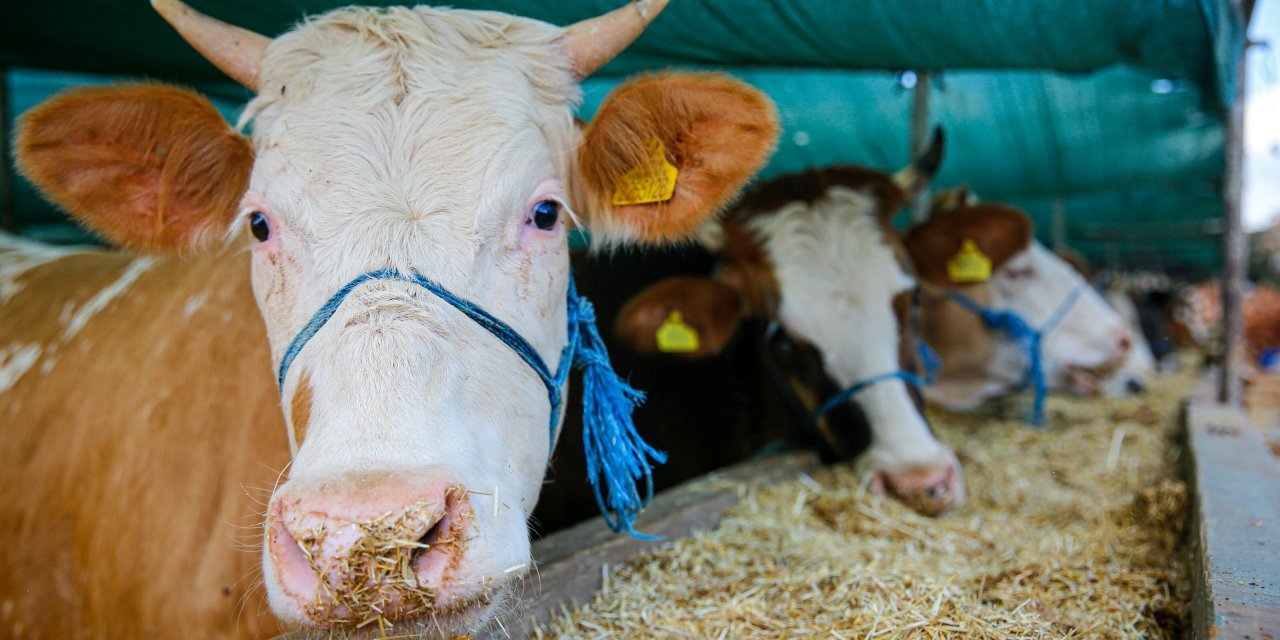 Bir yıllık değişimi: Büyükbaşta yüzde 140.5, küçükbaşta yüzde 103.9 artış